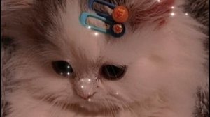 кОтки на Аву.!.!