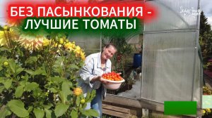 ЗАБУДЬТЕ ПРО ПАСЫНКОВАНИЕ ТОМАТОВ! ЛУЧШИЕ НИЗКОРОСЛЫЕ СОРТА ТОМАТОВ - НЕПАСЫ ДЛЯ ОТКРЫТОГО ГРУНТА