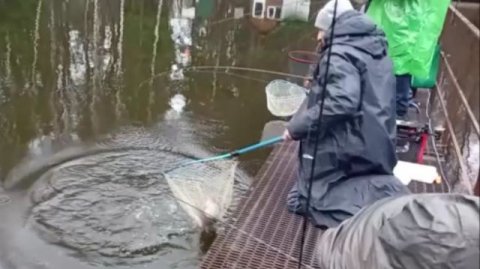 Форель реагирует на приманки в верхнем горизонте. Спорт-зона. Клёвое место лосиный остров.