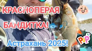 КРАСНОПЕРАЯ БАНДИТКА! АСТРАХАНЬ 2025!#рыбалка #fish #fishing #природа #отдых #рыба #красноперка #шок