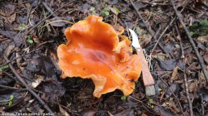 Зимний Урожай: Синеножка и гигантская Фламмулина!