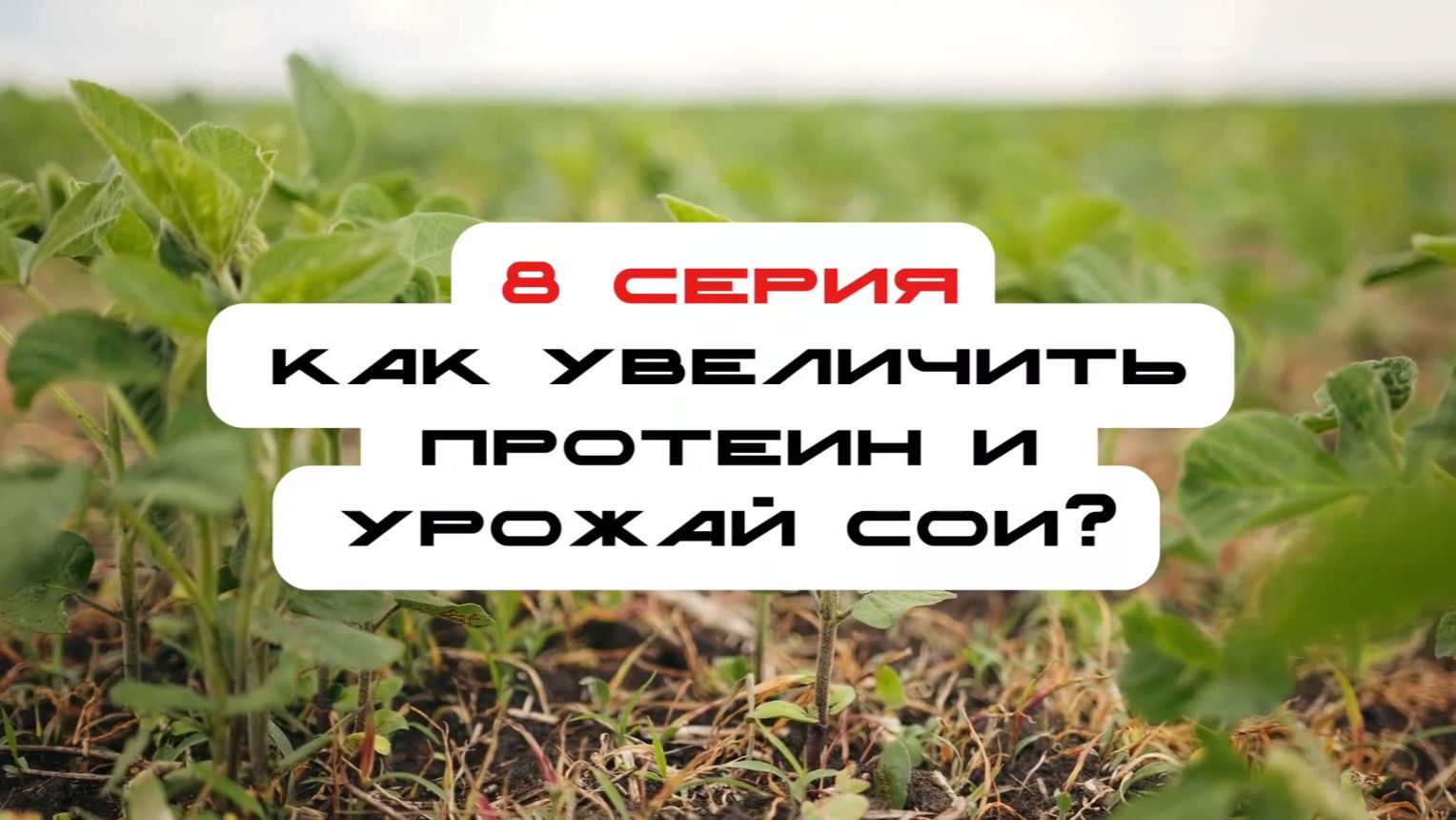 Соя с нуля. 8 серия. Как увеличить протеин и урожай сои?