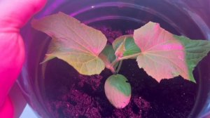 Моё утро/ Готовлю оладья для Викули на завтрак /