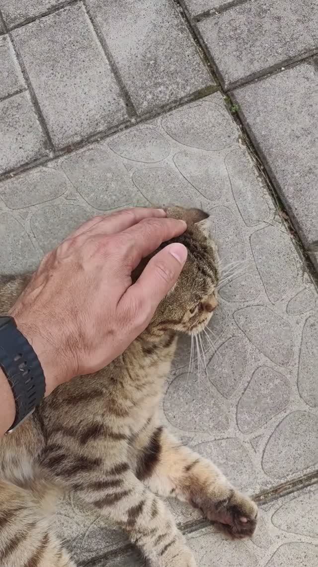 Сергей и Алиса | История двух сердец | Дачные видеозарисовки | Утренние потягушки