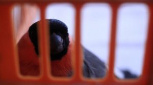 Гость улетел через 40 минут