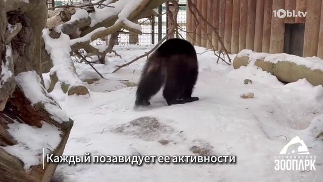 В Челябинском зоопарке показали повседневную рутину росомахи Биры смотреть онлайн