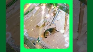 1000042246.mp4 (Собака смотрит на монтаж электропроводки (монтаж п/переключателя) в доме А-фрейм)