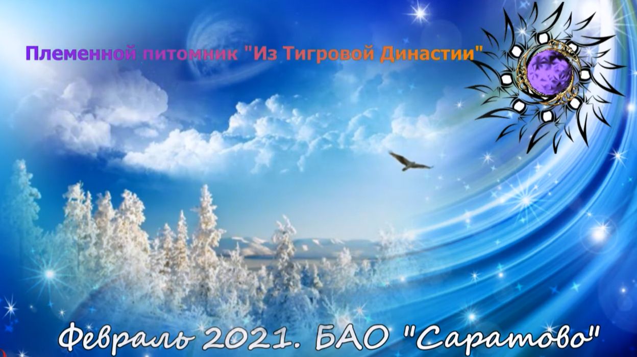 Cаратово 2021. Тренировка по защите. Викинг  и Вирджи Из Тигровой Династии.