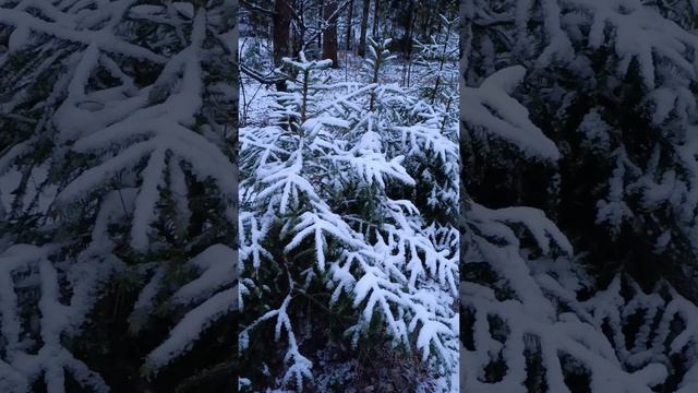 История Земли. Возникновение людей.