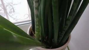 Щучий хвост(сансевиерия). Уход за цветком, обрезка