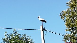 ДЕМОГРАФИЯ. ШАГ 1