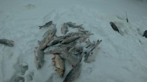 Язь щука окунь на реке Етыпур.