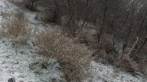 Молодёжь щенки