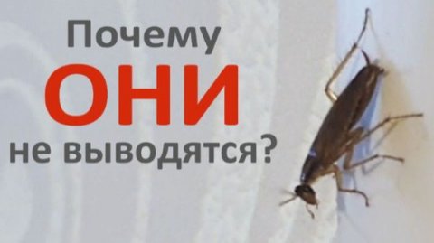 3 причины, по которым людям не удаётся вывести тараканов из квартиры