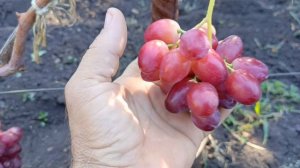 Зорро. Прививка