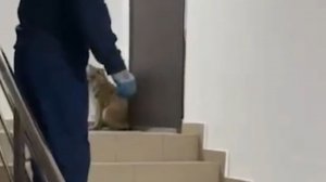 Лиса зашла в многоэтажку в Ингушетии