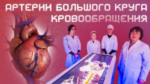 Артерии Большого Круга Кровообращения. Анатомия. Лекция