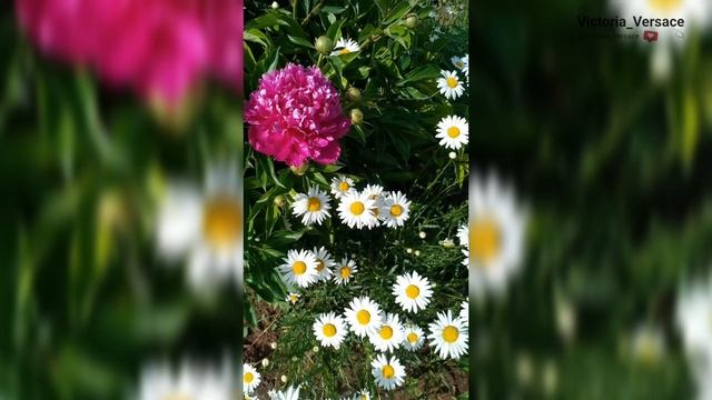 Ромашки красивые цветы вспомним лето #цветы