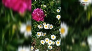 Ромашки красивые цветы вспомним лето ❤️👍#цветы