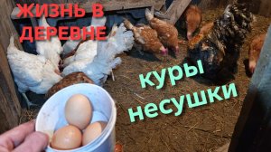 Никогда не будешь голодать если держишь кур-несушек Жизнь в деревне Вечерний сбор яиц