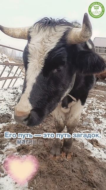 💙 Знакомим вас с бычком Шривасом.