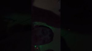 супер беар с братом