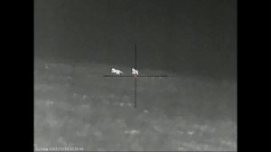 Еще один неплохой вечер охоты на шакала в Волгоградских степях, насыщенный наглыми шакалами.