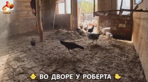 Содержание кур в домашних условиях и других птиц во дворе у Роберта 🐣🐤🦆🐔🪿🦃 (362)