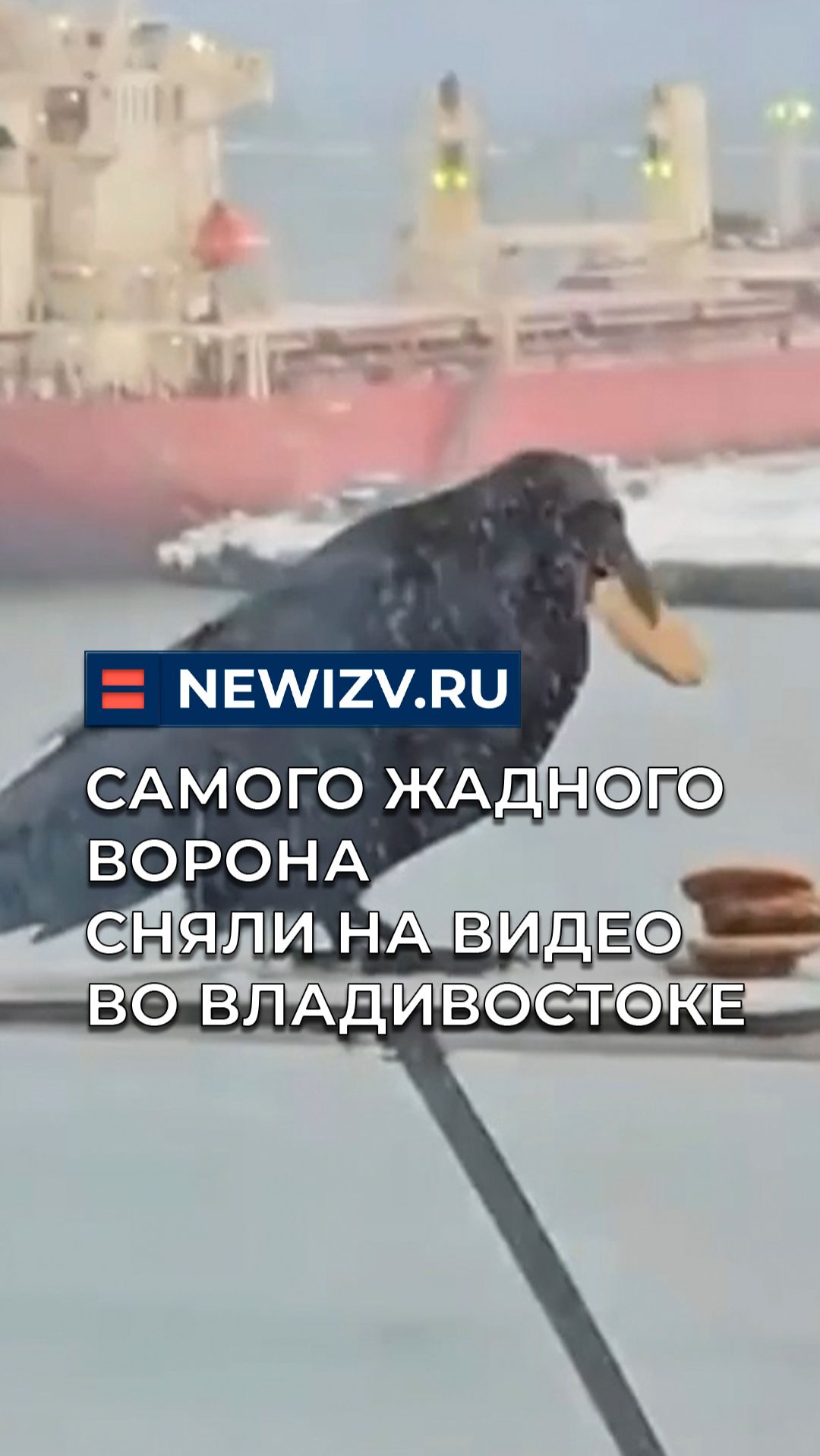 Самого жадного ворона сняли на видео во Владивостоке смотреть онлайн