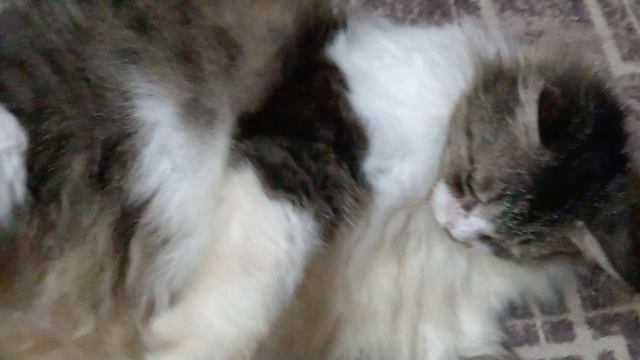 МАСЯНЯ ОТДЫХАЕТ