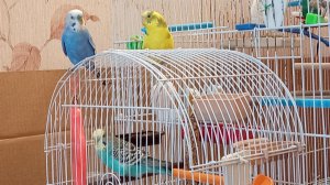 три волнистых попугайчика