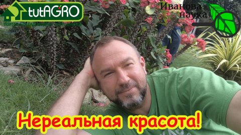 Полные кроссовки КРОВИ и нападение обезьян: моё путешествие в Кхао-Яй.