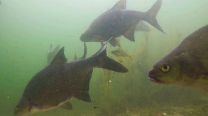 Большая стая крупных лещей гуляла над травой. Выстрел в леща.