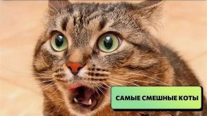 СМЕШНЫЕ ВИДЕОПРИКОЛЫ . Смешные видео с животными . ПОДБОРКА ПРИКОЛОВ С ЖИВОТНЫМИ