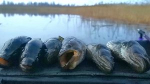 Ловлю ротанов. Зимняя рыбалка. Две рыбалки без трофеев.