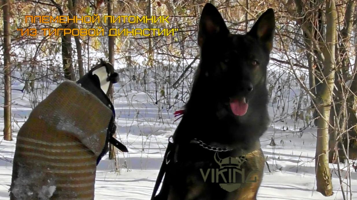 Тренировка по защите. Ноябрь 2020