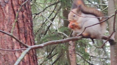 Природные целительницы