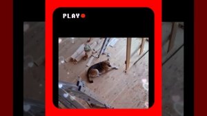 1000042244.mp4 (Собака смотрит на монтаж электропроводки (монтаж п/переключателя) в доме А-фрейм)