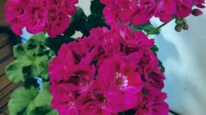 НАША ЛЮБИМАЯ ДАЧА.СВЕЖИЙ ВОЗДУХ КРАСОТА