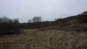 Охота на лису с РГ Баян