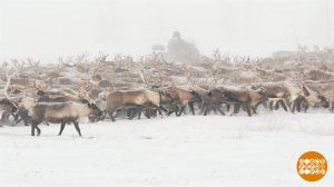 Куда бегут олени? На зимние пастбища! Доброе утро. Фрагмент выпуска от 12.12.2025