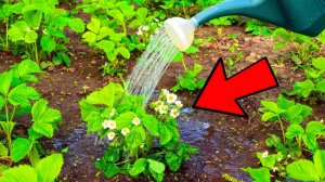 Поливаю клубнику в октябре у нас жара стоит Делаю из камней красоту #дача# сад# осень# октябрь