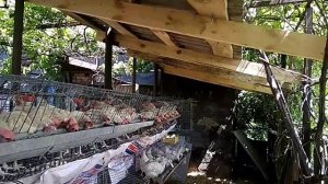 Клеточное содержание кур-несушек летом на улице.