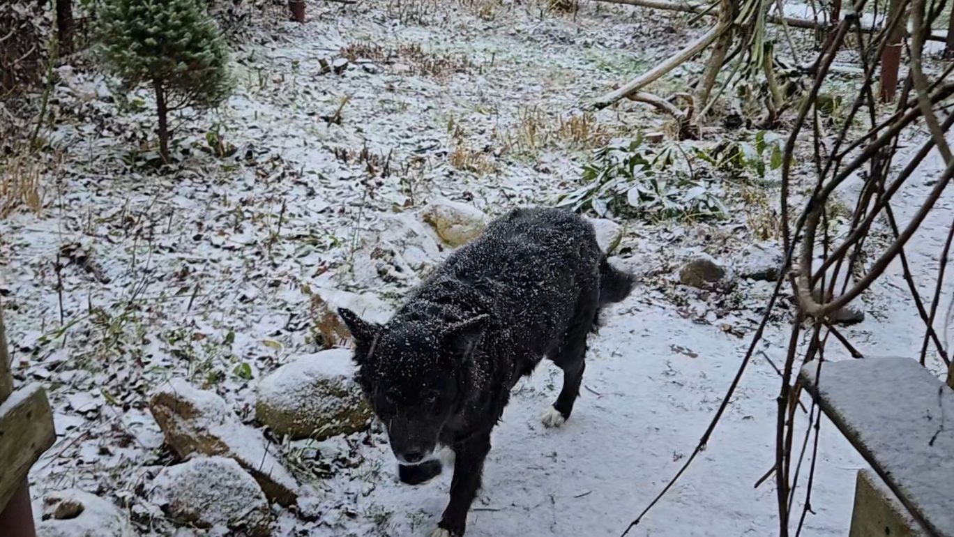 Долгожданный снег, живой огонь и купание вазы
