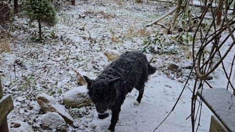 Долгожданный снег, живой огонь и купание вазы
