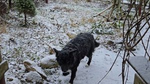 Долгожданный снег, живой огонь и купание вазы