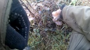 Коп Металлом 26/11/2025 г, часть 2