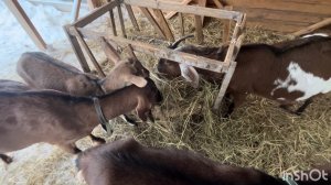 12-12-25 У коз радость / чищу снег / заказ с озона / деревенская жизнь.