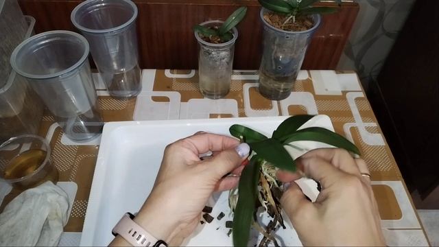 Орхидея Муккала. Снимаем деток с пня 💞