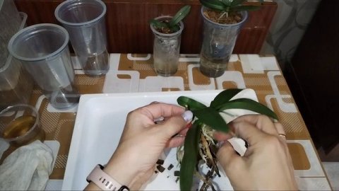 Орхидея Муккала. Снимаем деток с пня 💞